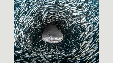 Tanya Houppermans/Caters Underwater photographer Tanya Houppermans captured the predator piercing a dense ‘bait ball’ - a defensive formation of pursued fish (Credit: Tanya Houppermans/Caters)