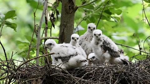 Alamy Some predatory birds are hatching after their prey, meaning they have less to eat (Credit: Alamy)