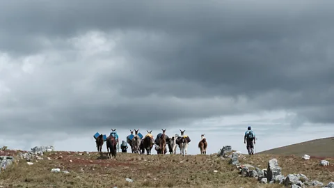 Kevin Floerke A hiker and llamas on the Qhapaq Ñan in Peru (Credit: Kevin Floerke)