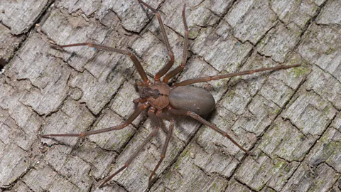 Alamy The brown recuse spider has flesh-rotting venom and likes to hide in shoes (Credit: Alamy)
