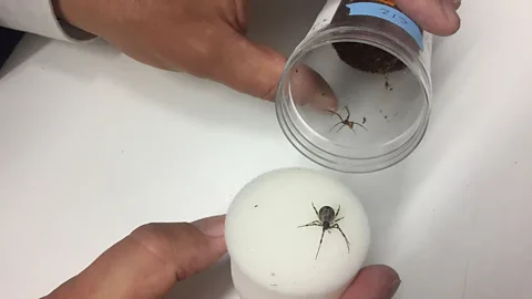 Zaria Gorvett The world's spiders devour 400-800 million tonnes of prey every year, which is more than the combined weight of every human on the planet (Credit: Zaria Gorvett)