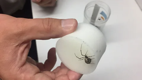 Zaria Gorvett The American house spider is the most frequently encountered spider in North America (Credit: Zaria Gorvett)