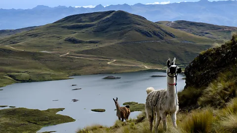 Kevin Floerke Llamas in a field in Peru (Credit: Kevin Floerke)