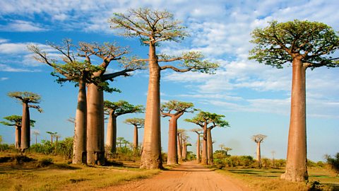 c Radio 4 Natural Histories Baobab Seven Reasons To Love The Baobab Tree