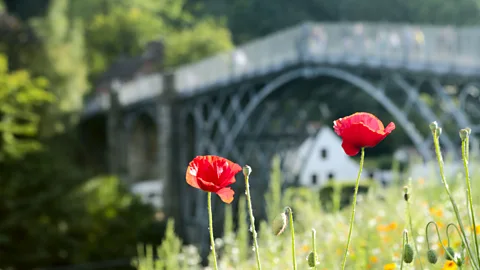 Chris Griffiths Flower in a field with the bridge in the background (Credit: Chris Griffiths)
