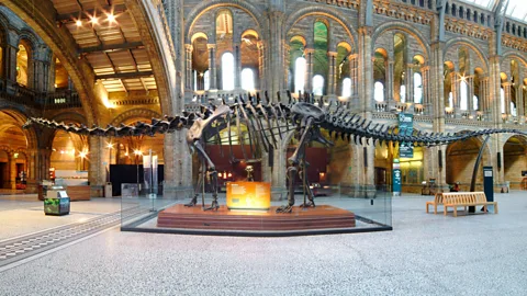 SPL We might not need to visit a museum to see a dinosaur had the asteroid not struck (Credit: SPL)