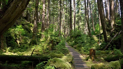 Michael Kamerick Haida Gwaii, British Columbia, Canada, forest, trail