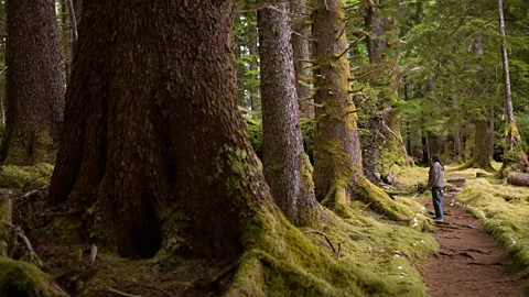 Taylor S. Kennedy/Getty Images Haida Gwaii, British Columbia, Canada, forest, tree