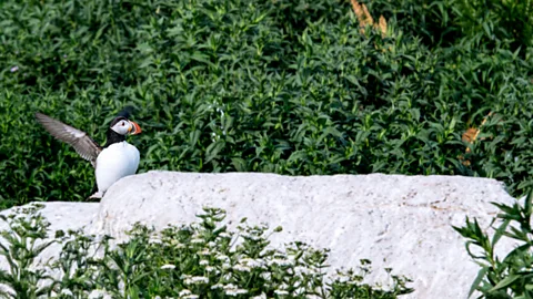 Mike Rossi Every May, thousands of puffins flock to Machias Seal Island to nest