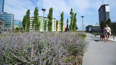 Bibliotecadegli Alberi