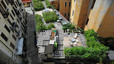 Ortofrai Cortili
