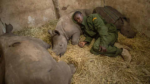 Ami Vitale/Alamy Yusuf, a keeper at the Lewa Wildlife Conservancy (which partners with the NRT) in northern Kenya sleeping among orphaned baby rhinos (Credit: Ami Vitale/Alamy)