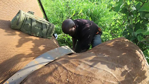 Iam Craig/NRT A member of Save the Elephant checks the collar on an elephant in Marsabit (Credit: Iam Craig/NRT)