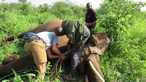 Ian Craig/NRT Three members of the Save the Elephant team putting a GPS-enabled collar on an elephant in Marsabit  (Credit: Ian Craig/NRT)