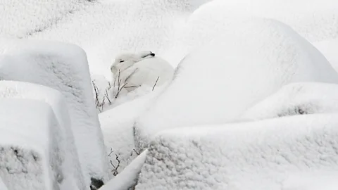 Getty Images The arctic hare is finding it harder to blend in as the ice melts, according to park rangers (Credit: Getty Images)