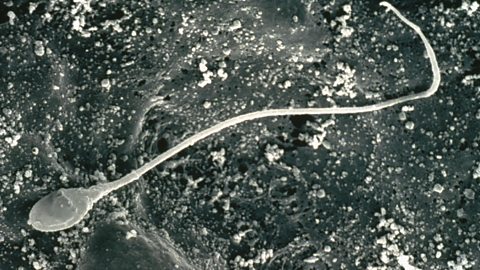 BBC Radio 4 - The Life Scientific, Tim Birkhead on bird