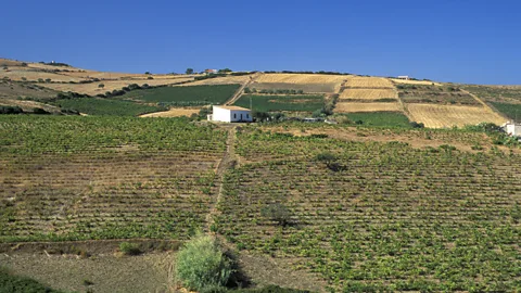 REDA&CO/Getty Images Mainland Italy has always relied on Sardinia for high-quality durum wheat (Credit: REDA&CO/Getty Images)