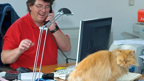 Alamy Why is it that your furry home office assistant always wants to cuddle when you're in the middle of remotely presenting a slideshow to clients? (Credit: Alamy)