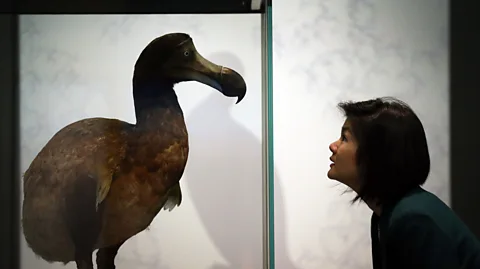 Getty Images Hundreds more creatures are poised to go the way of the dodo (Credit: Getty Images)