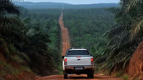 Getty Images The cutting of a new road through a forest can be devastating for an ecosystem (Credit: Getty Images)