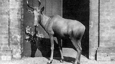 Wikipedia The bubal hartebeest, photographed more than a century ago (Credit: Wikipedia)