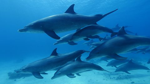 BBC One - Blue Planet II - Filming self-medicating dolphins