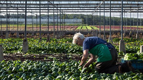 Harvesting greenhouse salad crops 