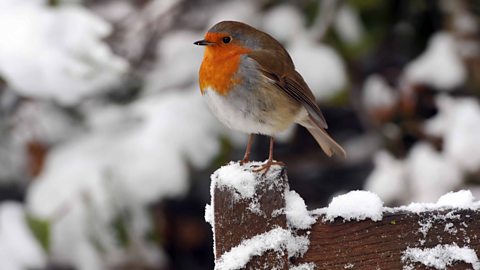 BBC Radio 4 - Radio 4 in Four - Eight reasons why we love robins