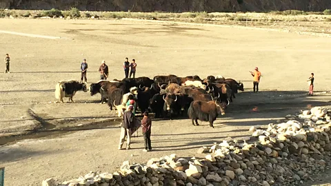 Vanessa Nirode Villagers in the Shimshal Pass graze yak herds in lush pastures (Credit: Vanessa Nirode)