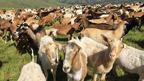 Alamy Karen Simes' large herd of goats like these has not been attacked - thanks to guard dogs (Credit: Alamy)