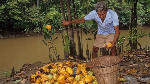 A farmer is collecting beans from cocoa pods in a wicker basket. He is throwing the empty husks on the floor.