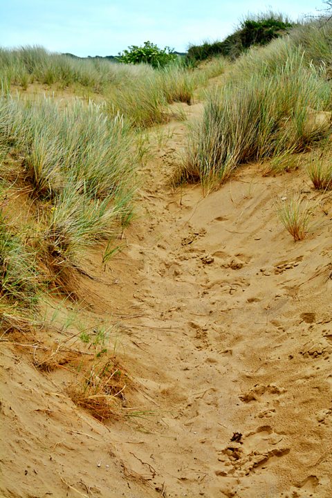 A sandy path up up a sand dune with tufts of grass growing either side.