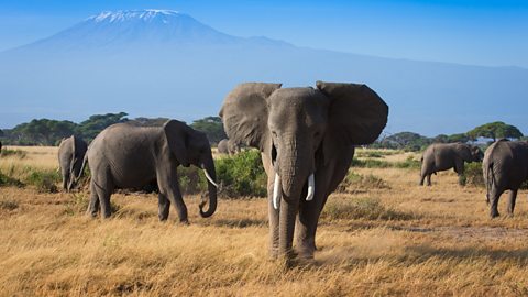 A herd of elephants in grassland with Mount Kilimanjaro in the background.