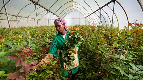 A woman in a large greenhouse filled with flower plants and holding stems with roses on them 