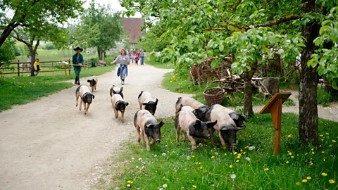 imageBROKER/Alamy Owning a pig used to mean you had a certain amount of wealth and status (Credit: imageBROKER/Alamy)