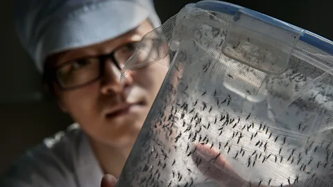 Getty Images The new approach was trialled after a massive spike in the number of dengue fever cases (Credit: Getty Images)