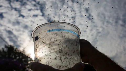 Getty Images The Wolbachia bacterium does not transmit to animals or humans (Credit: Getty Images)