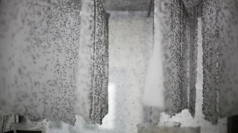 Getty Images Male mosquitoes are an easier sell to communities because they don't bite (Credit: Getty Images)