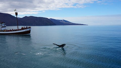 A whale breaching the water's surrface in fromt of a crowded boat of tourists