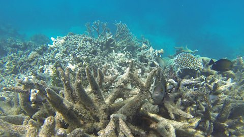 Pale grey coral on the sea bed