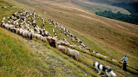 Evo Danchev/Getty Images Traditional yoghurts were produced with raw milk from buffalo or sheep (Credit: Evo Danchev/Getty Images)