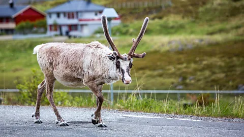 Andrey Armyagov/Alamy Reindeer congregate each summer in Nordkapp (Credit: Andrey Armyagov/Alamy)