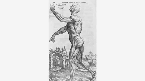 Wikimedia An engraving from the 1543 anatomy textbook De humani corporis fabrica with human musculature in front of ancient ruins, which were seen as a reminder of decay (Credit: Wikimedia)