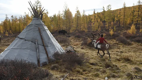 GREG BAKER/Getty Images The Tsaatan are an ethnic minority who herd reindeer along Mongolia’s northern fringes (Credit: GREG BAKER/Getty Images)