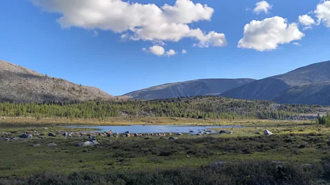 Anu Haden The pine tree-covered taiga ecosystem is a benefit of living along Mongolia’s isolated northern border (Credit: Anu Haden)