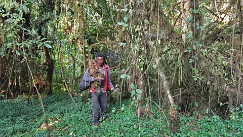 Ella Buchan Using a rope, beekeeper Said scales the trees to harvest honey from hives 20m above the ground (Credit: Ella Buchan)