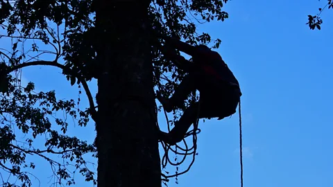 Ella Buchan In Rira and the Harenna Forest, beekeepers are attached to traditional methods (Credit: Ella Buchan)