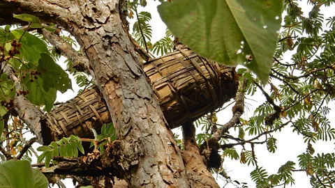 Ella Buchan To attract the queen, hives are smoked over a fire stoked with beeswax and moss before they are placed in the trees (Credit: Ella Buchan)