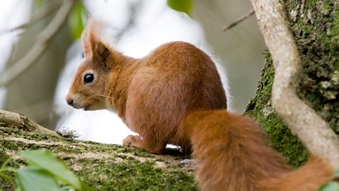 A red squirrel.