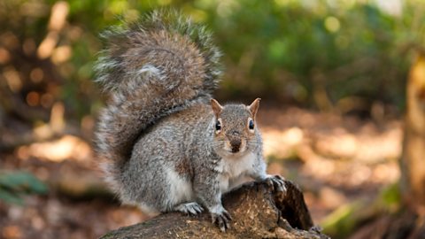 A grey squirrel.